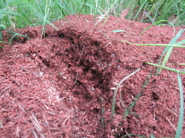 公園、社區(qū)、校園等公共場(chǎng)所進(jìn)行有效紅火蟻防制