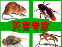怎樣預(yù)防老鼠？